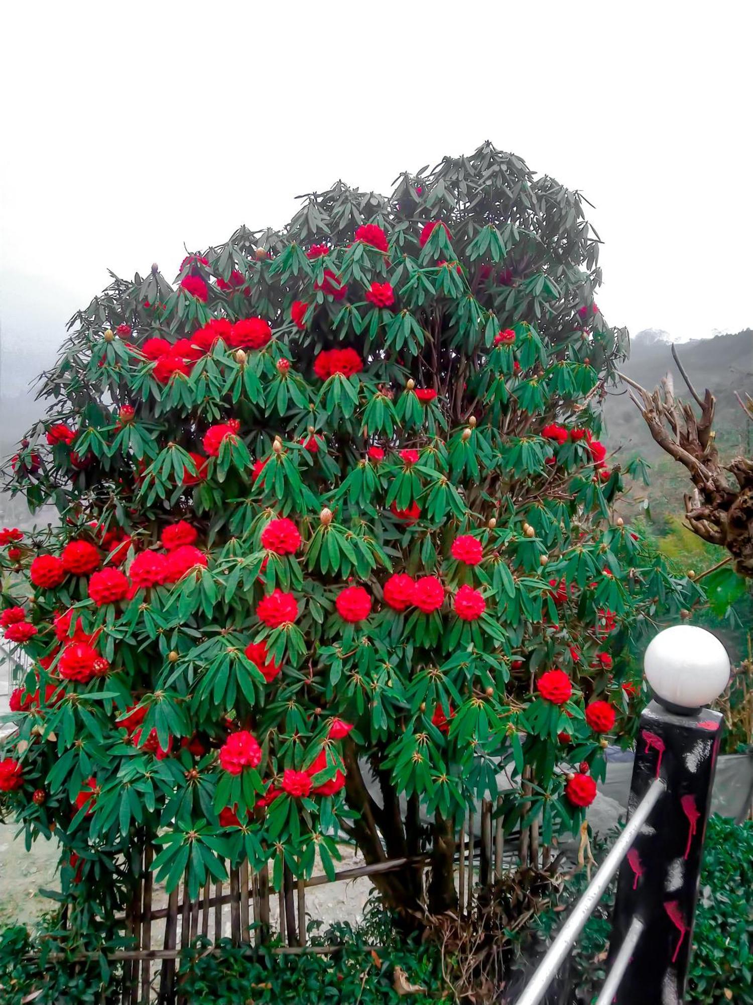 The Himalayan Resort Ravangla Exterior foto